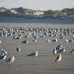 Les Pierrots